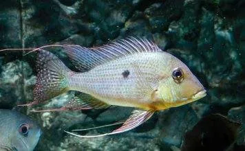 Fiche du poisson Geophagus surinamensis poisson Geophagus surinamensis