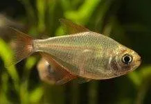 Fiche du poisson Gymnocorymbus socolofi poisson Gymnocorymbus socolofi