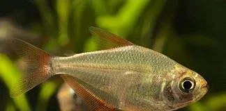 poisson Gymnocorymbus socolofi