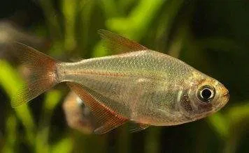 Fiche du poisson Gymnocorymbus socolofi poisson Gymnocorymbus socolofi