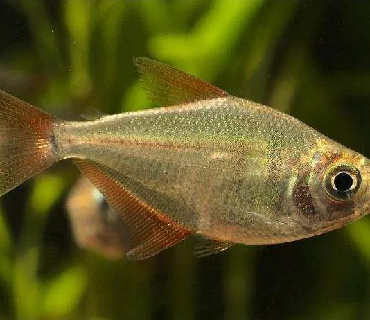 poisson Gymnocorymbus socolofi