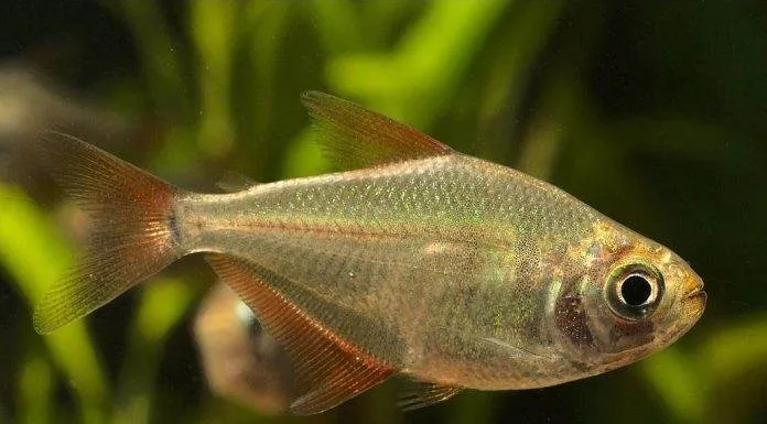 Fiche du poisson Gymnocorymbus socolofi poisson Gymnocorymbus socolofi