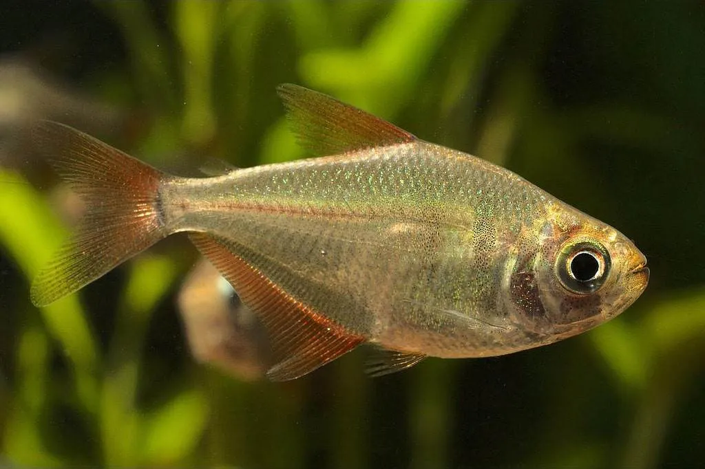 poisson Gymnocorymbus socolofi poisson Gymnocorymbus socolofi