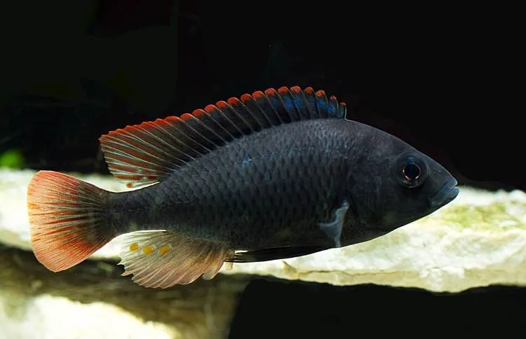 poisson Haplochromis nubilus