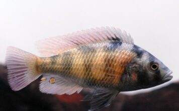 poisson Haplochromis obliquidens