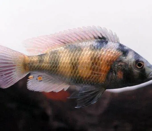 poisson Haplochromis obliquidens