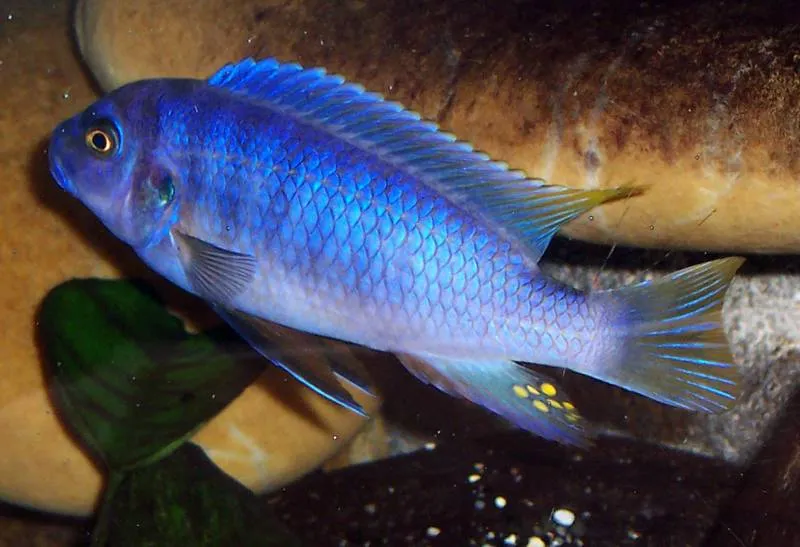 poisson Labeotropheus fuelleborni