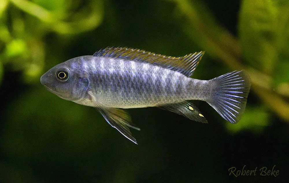 poisson Labeotropheus trewavasae