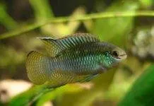 poisson Laetacara curviceps