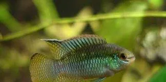 poisson Laetacara curviceps