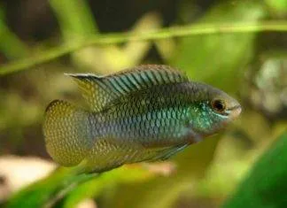 poisson Laetacara curviceps