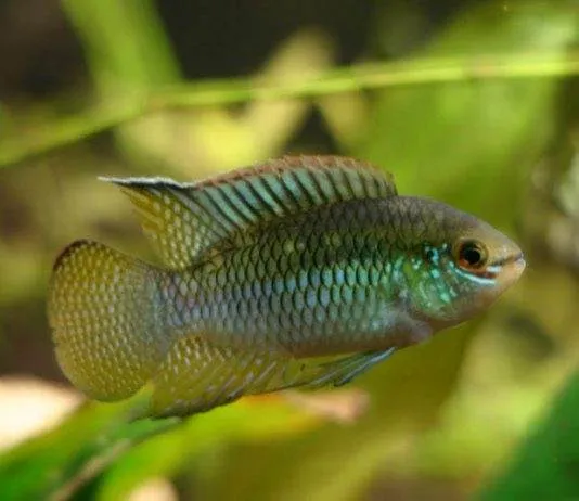 poisson Laetacara curviceps