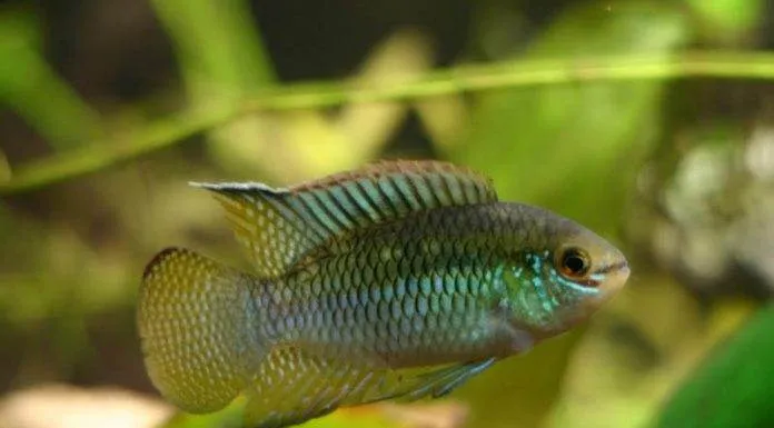 Fiche du poisson Laetacara curviceps poisson Laetacara curviceps