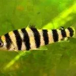 poisson Leporinus affinis