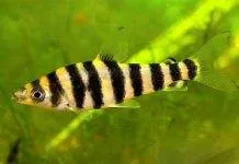 poisson Leporinus affinis