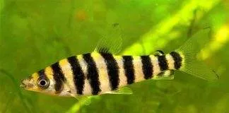 poisson Leporinus affinis