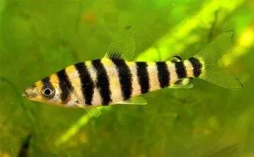 poisson Leporinus affinis