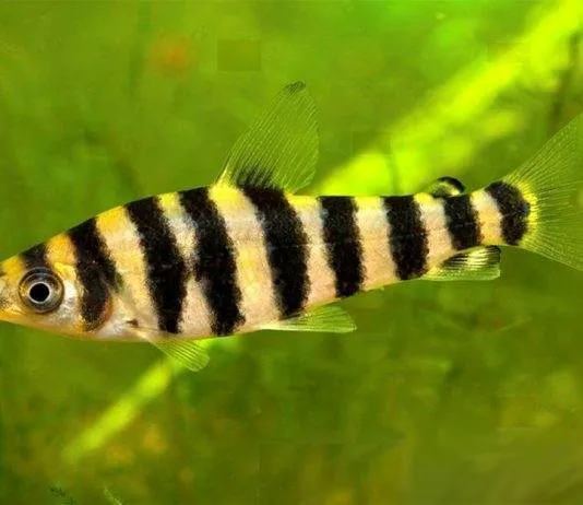 poisson Leporinus affinis