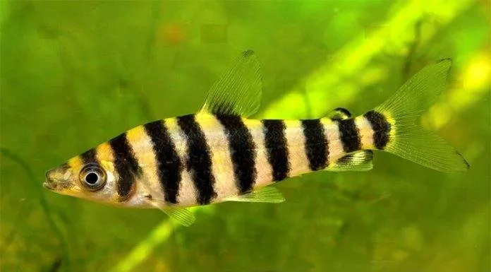 poisson Leporinus affinis