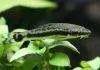 Fiche du poisson Macrotocinclus affinis poisson Macrotocinclus affinis
