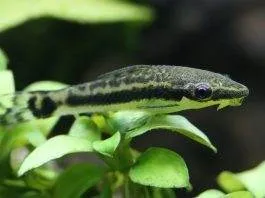 poisson Macrotocinclus affinis