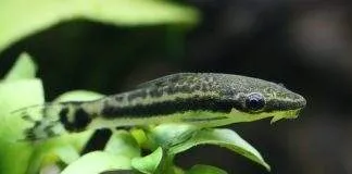 poisson Macrotocinclus affinis