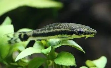 poisson Macrotocinclus affinis