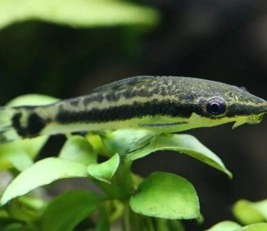 poisson Macrotocinclus affinis
