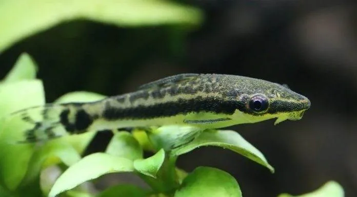 poisson Macrotocinclus affinis