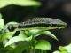 Fiche du poisson Macrotocinclus affinis poisson Macrotocinclus affinis