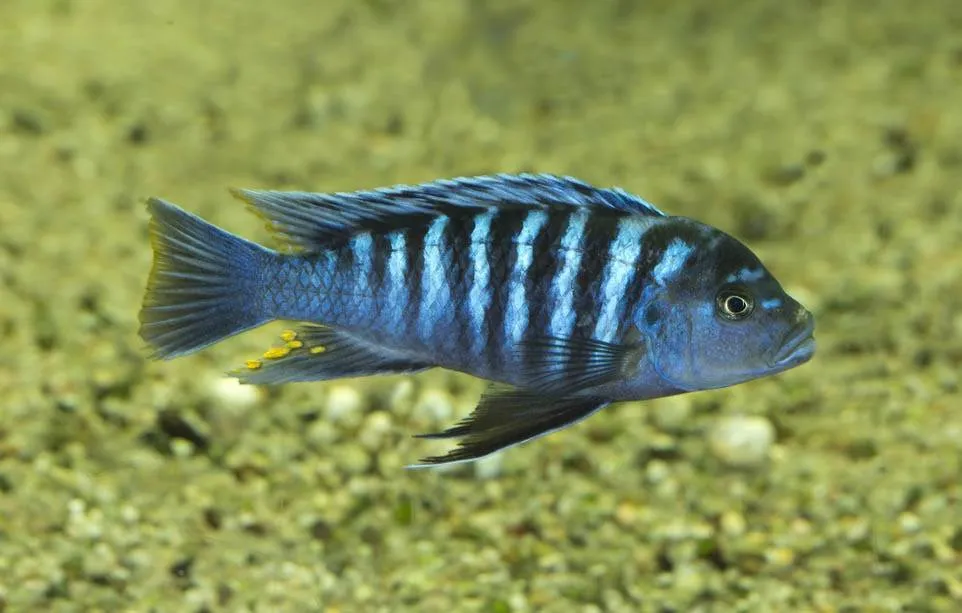 poisson Maylandia zebra