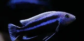 poisson Melanochromis chipokae