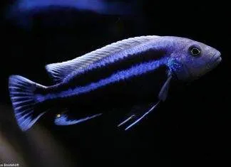 poisson Melanochromis chipokae