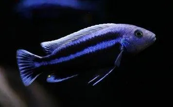 Fiche du poisson Melanochromis chipokae poisson Melanochromis chipokae