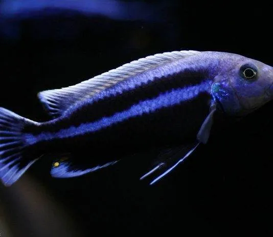 poisson Melanochromis chipokae