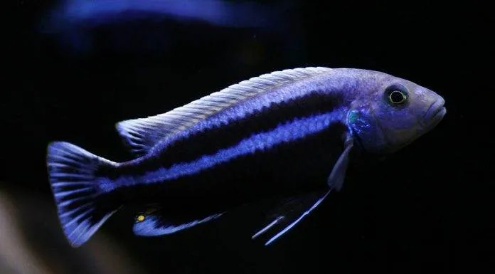 poisson Melanochromis chipokae