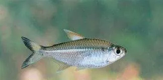 poisson Moenkhausia intermedia