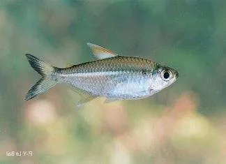 Fiche du poisson Moenkhausia intermedia poisson Moenkhausia intermedia