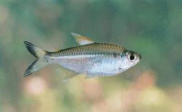 Fiche du poisson Moenkhausia intermedia poisson Moenkhausia intermedia