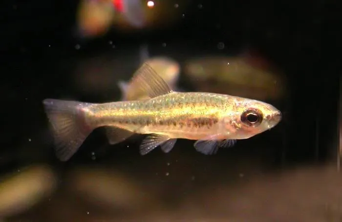 poisson Nannostomus anduzei (2)