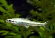 poisson Nannostomus anduzei