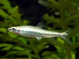 poisson Nannostomus anduzei