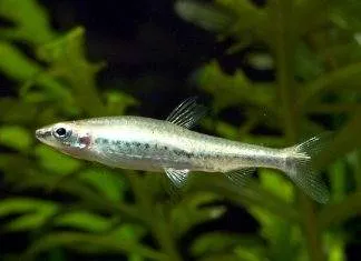 Fiche du poisson Nannostomus anduzei poisson Nannostomus anduzei