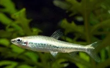 poisson Nannostomus anduzei