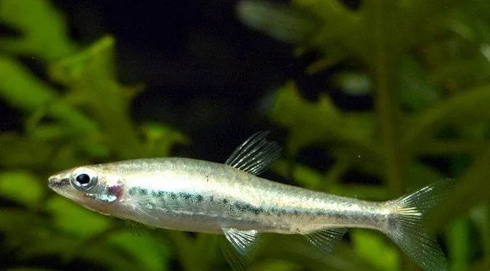 Fiche du poisson Nannostomus anduzei poisson Nannostomus anduzei