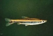 poisson Nannostomus bifasciatus