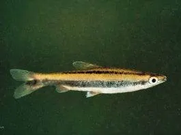 poisson Nannostomus bifasciatus