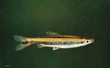 poisson Nannostomus bifasciatus