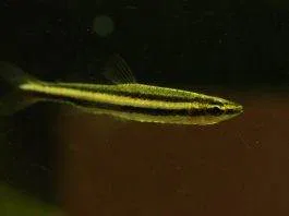 poisson Nannostomus digrammus