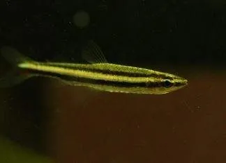 Fiche du poisson Nannostomus digrammus poisson Nannostomus digrammus